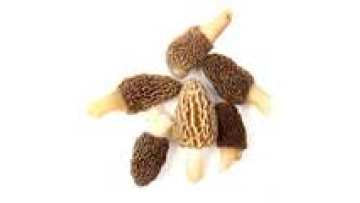 Dried Mushrooms  Morille Wild Morel Mushroom Black Morchella1