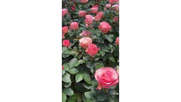Harmonie Pink Rose Harvest