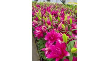 Medusa Double Oriental Lily