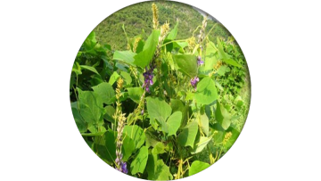 Pueraria Root Extract