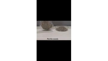 perilla seed
