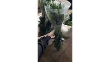 Siberia Lily Harvest