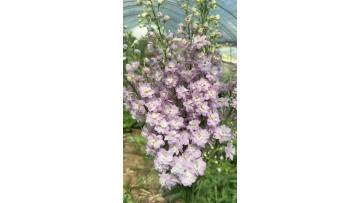 Bulk Fresh Cut Flower Delphinium High Quality Natural Wedding Decoration