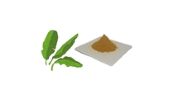 Plant Extract Dood Solubility Dried Banana Leaf Extract Powder1