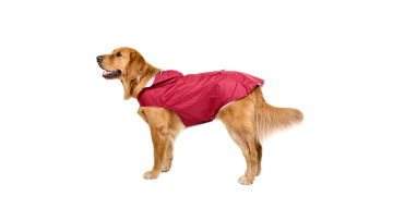 pet clothing
