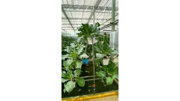 soiless cultivation 