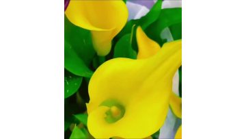 fresh cut of yellow calla lily