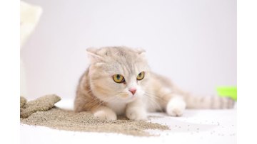 Activated Carbon Crushed Bentonite Cat Litter