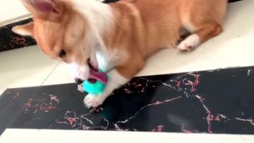 cute pig for dogs