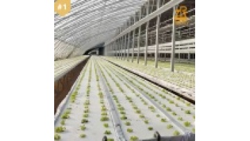 Agriculture Hydroponic System: Lettuce NFT Grow Setup1