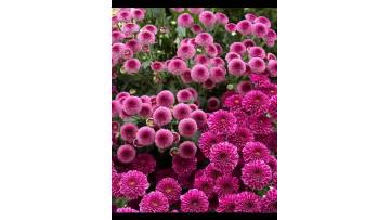 Purple yan spray chrysanthemum