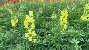 Premium Fresh Cut Yellow Snapdragon Flowers Bulk Wholesale for Wedding Decoration