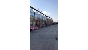 Agricultural customized multi-span venlo type polycarbonate greenhouse with hydroponics system for cucumber planting1