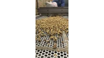 walnut kernel sorting