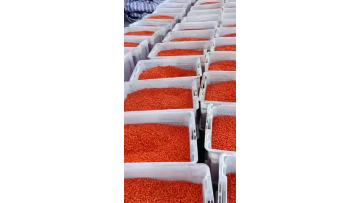 Sea buckthorn fruit raw materials 