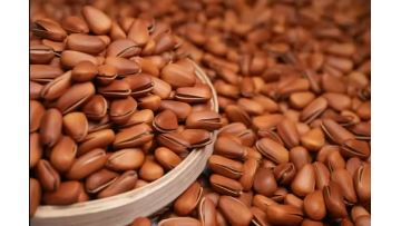 280g Delicious Deep Frying Open Pine Nuts