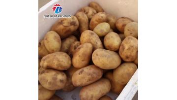 TS-M1240 Industrial Vegetable washing and peeling machine for potato