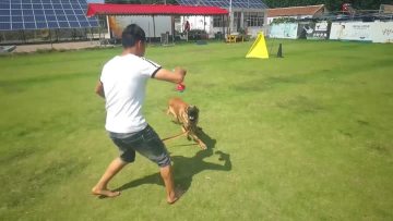 dog toys of dumbbell ball