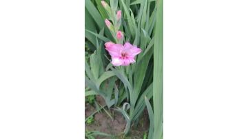 Fresh Cut Gladiolus Adina Pink Long Stem Sword Lily for Wedding Decoration