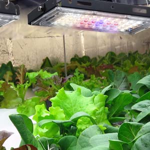 LED Grow Lights, Full Spectrum Panel Grow Lamp LED Plant Lights for Indoor Plants