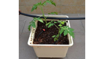 C71 Agriculture Greenhouse Hydroponic Dutch Bucket System for Greenhouse Garden Farming1