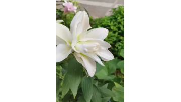 Arosa Double Oriental Lily