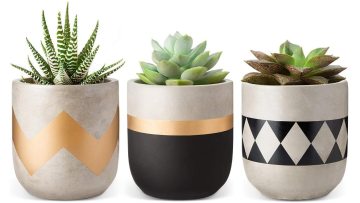 Small Plants Home Decor Gift