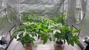 320W QUANTUM
