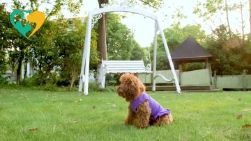 dress for dog female