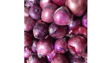 7301 Top Quality Fresh Red Onions