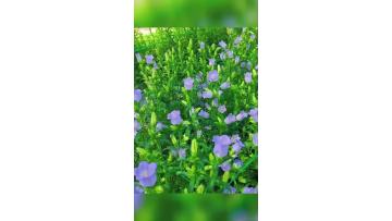 Fresh Cut Flower Purple Bellflower for Florist Event Planning Direct Supply