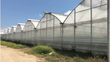 Agriculture Multi-span  Film Tomato  Greenhouse1