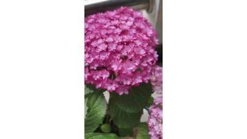 Bulk Fresh Cut Luna Pink Double Hydrangea Flowers Direct from Farm