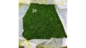 Wholesale Preserved Moss for Interior and Aquarium Landscaping1