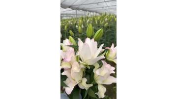 Ice Beauty Double Spray Lily