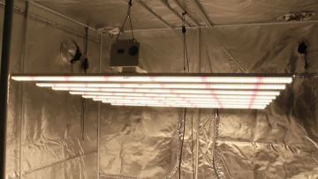 spider 1000W led grow light