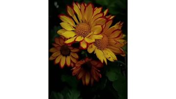 Roman Holiday chrysanthemum