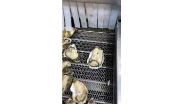 IQF oyster