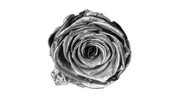 ZanTe Wholesale Special Colors Immortal Fleur Grade A Eternal Real Roses1