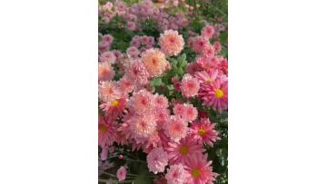 Spray Chrysanthemum With Rhododron Powder