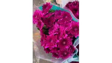 Purple dan te spray chrysanthemum