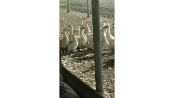 Our farm our goose