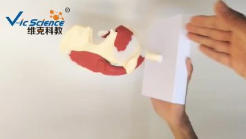 Hip joint