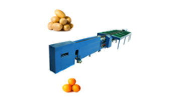 Dragon Fruits/Pitaya Weight Sorting Packing Machine1