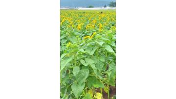 Wholesale Fresh Cut Teddy Bear Sunflower with Double Petals for Event Decoration