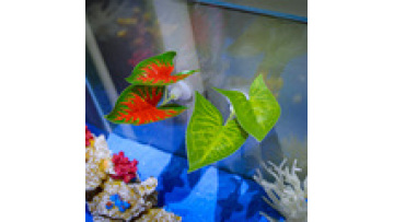 Double-layered Fighting Fish Spawning Leaf - Hot Sale Aquatic Plant Feeding Leaf for Aquarium Decor1