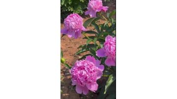 Blue Fuji Peony