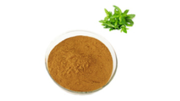 Hot Selling Pure Peppermint Leaves Powder1