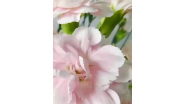 Spray carnation powder prince