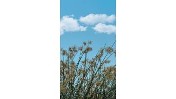 mixkit-weeds-waving-in-the-breeze-1178-hd-ready